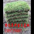 广东马尼拉草坪价格 