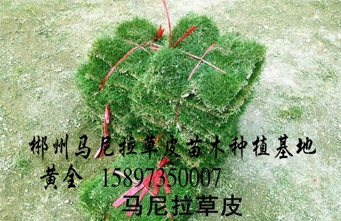 毕节草坪价格 
