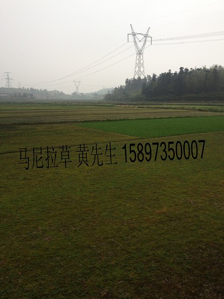 马尼拉草皮—草坪价格 