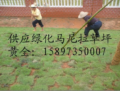 广东绿化园林（广东草坪价格）广东广州草坪 