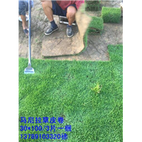 江西草卷价格 江西绿化草卷 江西马尼拉草卷 