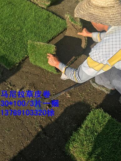 重庆草卷价格 重庆绿化草卷 重庆马尼拉草卷 