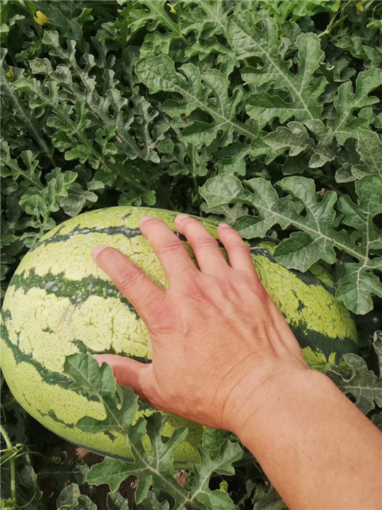 新疆西瓜代办
