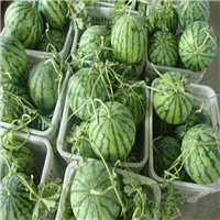 新疆昌吉西瓜代办