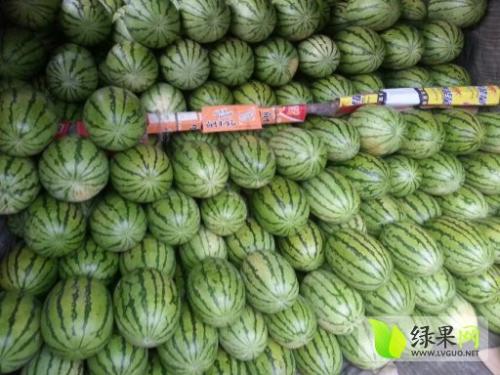新疆西瓜代办