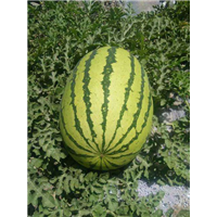 新疆昌吉西瓜代办