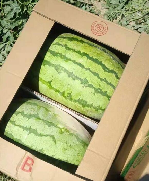 新疆西瓜代办