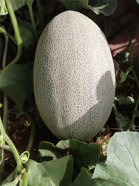 新疆西瓜代办