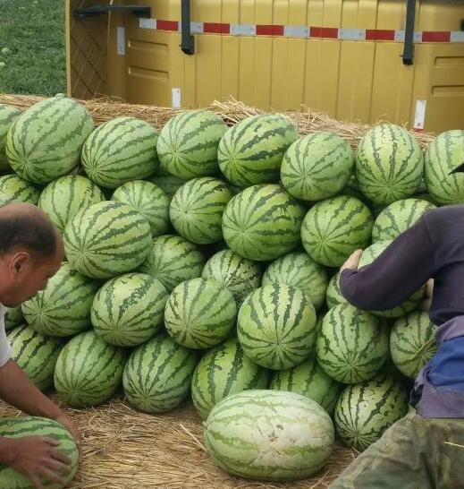 新疆西瓜代办