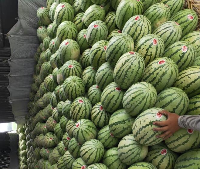 新疆西瓜代办