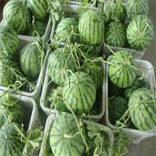 新疆昌吉西瓜代办