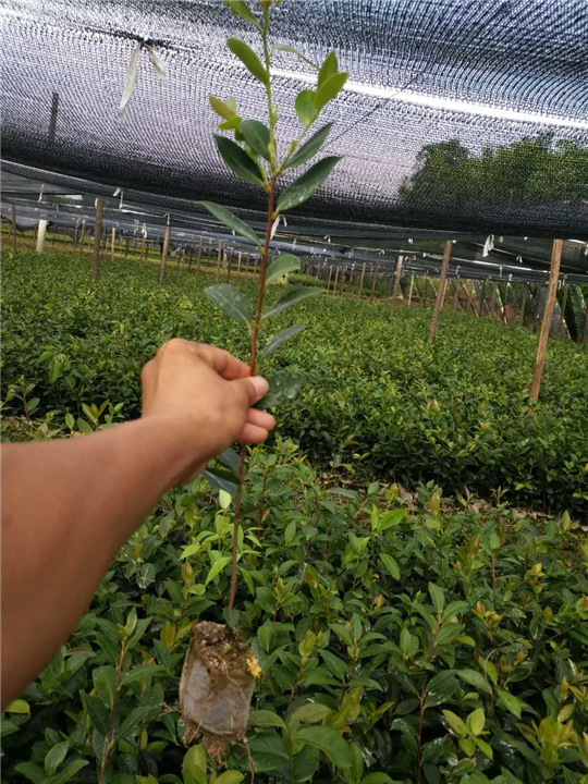 油茶苗袋苗