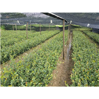 湖南油茶苗-油茶袋苗