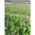 油茶苗，福建油茶苗，贵州油茶苗~ 