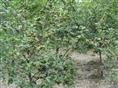 高产嫁接油茶苗批发-湖南油茶苗4 