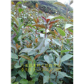 油茶苗，油茶苗报价，广西油茶苗3 