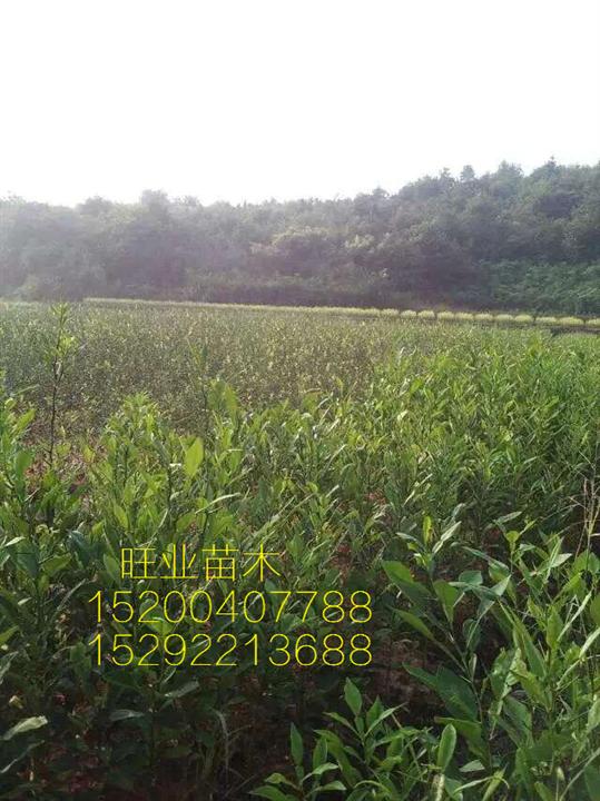 【湖南柑桔苗】—湖南果树苗1 