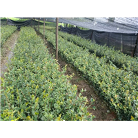贵州油茶苗 