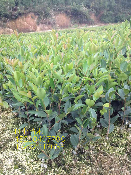 一年生油茶苗88 