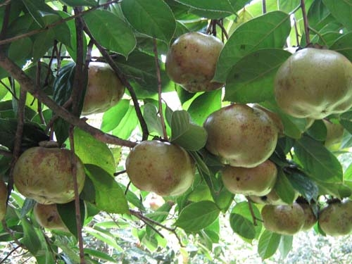 广西油茶苗批发-油茶苗5 