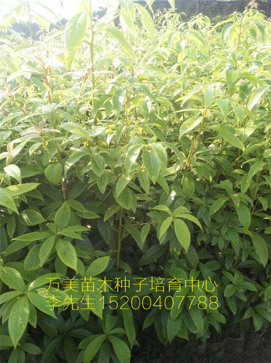湖南金丝楠木苗 