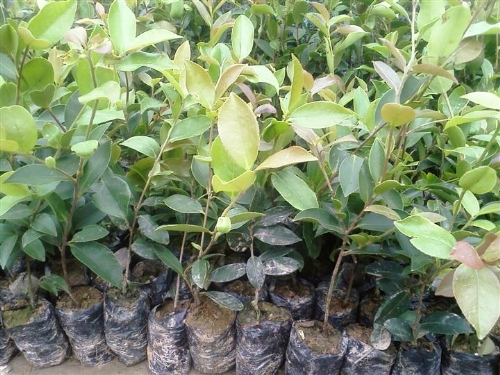 高产油茶苗批发-湖南油茶苗2 