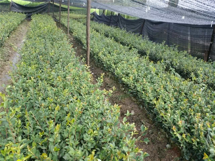 贵州油茶苗 