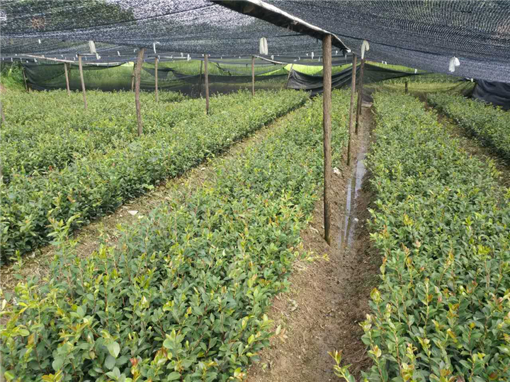 油茶苗袋苗