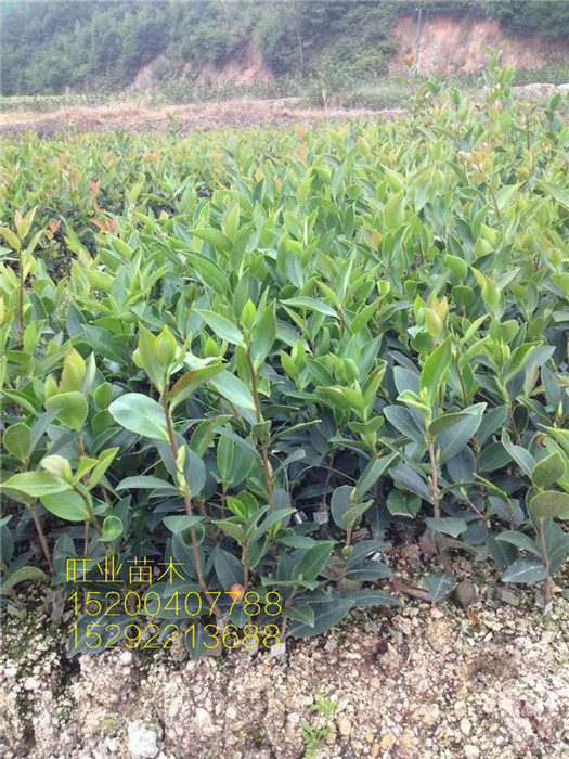 一年生油茶苗8888 