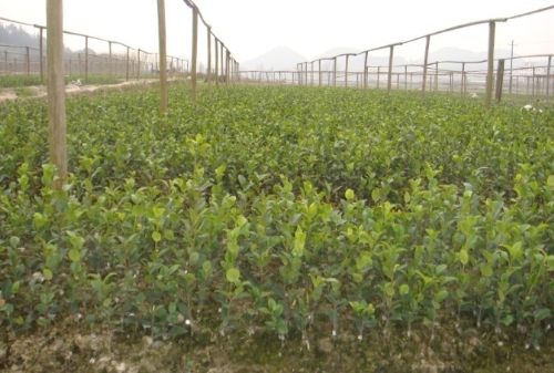 广西油茶苗批发-油茶苗6 