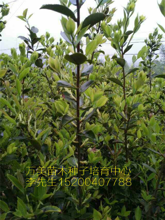 油茶苗，海南油茶苗，贵州油茶苗0 
