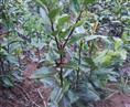 高产油茶苗批发-高产油茶苗1 
