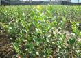高产油茶苗批发-高产油茶苗6 