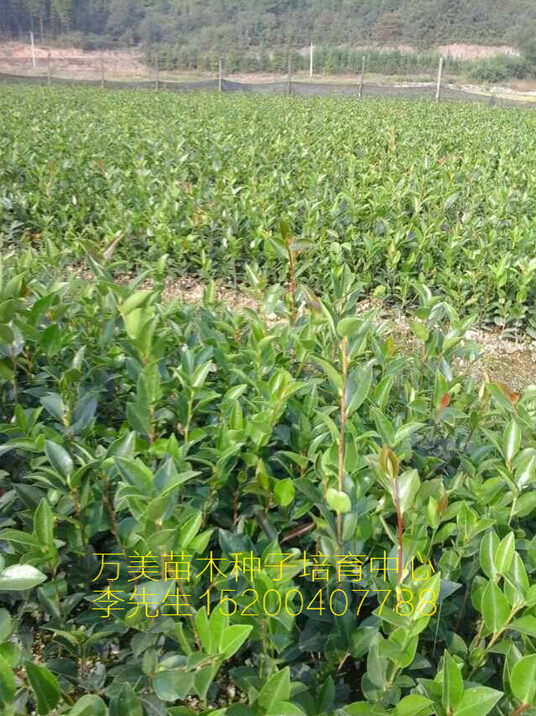 油茶苗，福建油茶苗，贵州油茶苗~ 