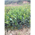 一年生油茶苗8888 