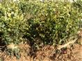 高产油茶苗批发-高产油茶苗4 
