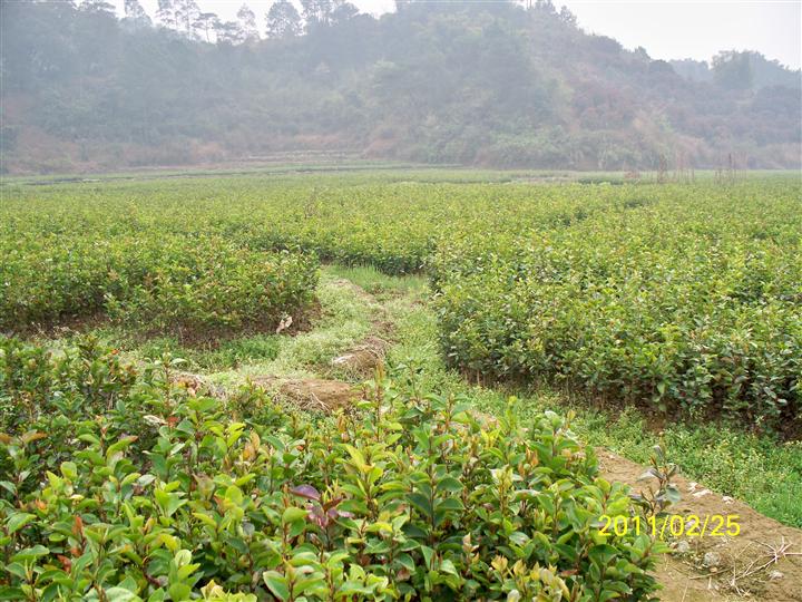 高产嫁接油茶苗批发-湖南油茶苗3 