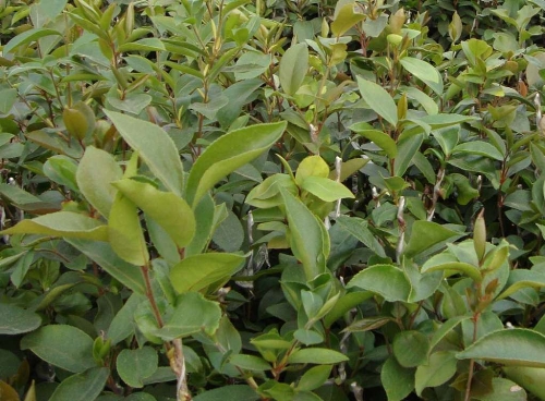 广西油茶苗批发-油茶苗2 