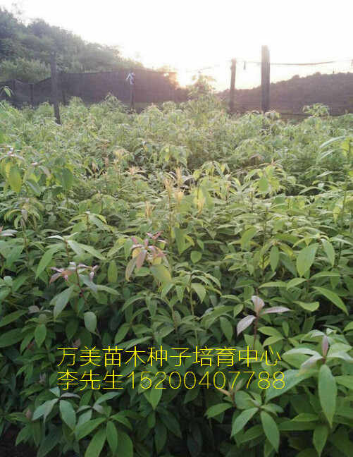 湖南金丝楠木苗8 