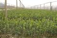 广西油茶苗批发-油茶苗6 