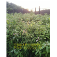 湖南金丝楠木苗8 