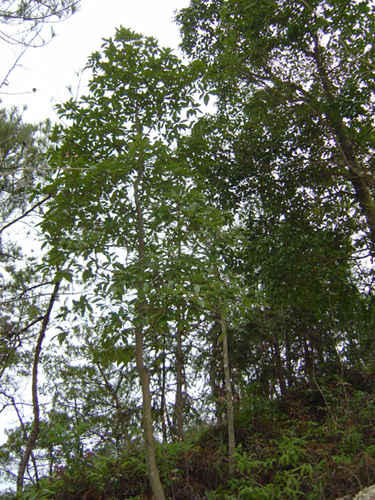 福建木荷基地-三明木荷基地/福建木荷基地
