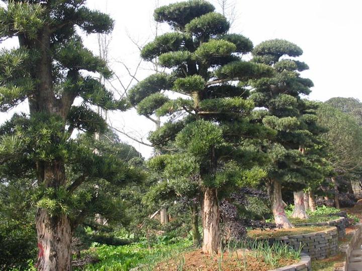 三明罗汉松基地-三明罗汉松基地/福建罗汉松基地1