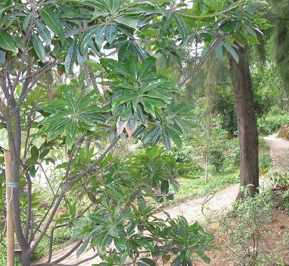 三明木荷基地-三明木荷基地/福建木荷基地