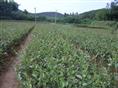 福建油茶基地-三明油茶基地/福建油茶基地