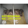 桂林竹鼠丨桂林竹鼠种苗丨供应桂林竹鼠 