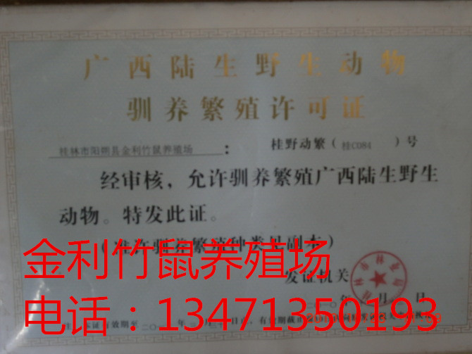 广西竹鼠价格丨广西竹鼠种苗丨广西竹鼠销售 
