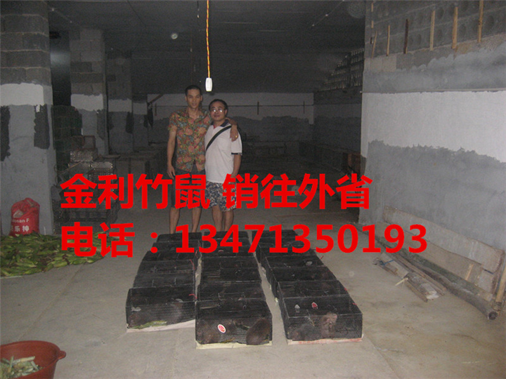 竹鼠丨广西竹鼠种苗｜广西竹鼠价格 
