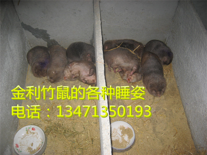 桂林竹鼠丨桂林竹鼠种苗丨供应桂林竹鼠 