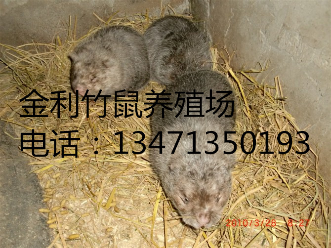 广西竹鼠价格丨金利竹鼠养殖场01 